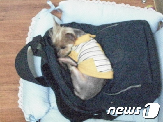 등산을 갈 때 멨던 가방 위에서 잠이 든 초롱이. © News1