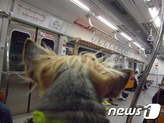 지하철을 탄 초롱이. © News1