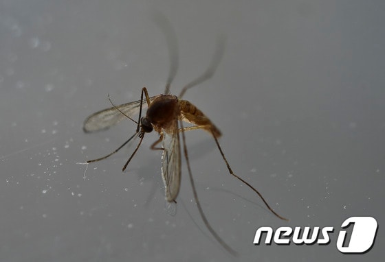 지카 바이러스를 옮긴다고 알려진 이집트 숲 모기(Aedes aegypti) © AFP=뉴스1
