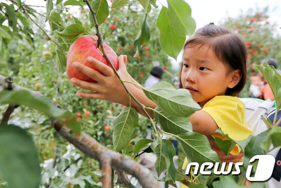 4일 제10회 장수 한우랑사과랑축제에서 한 어린이가 사과수확 체험을 하고 있다.(장수군제공)2016.9.4/뉴스1 © News1 김동규 기자