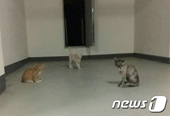 국회의원회관 지하 주차장에서 나타난 길고양이들.© News1