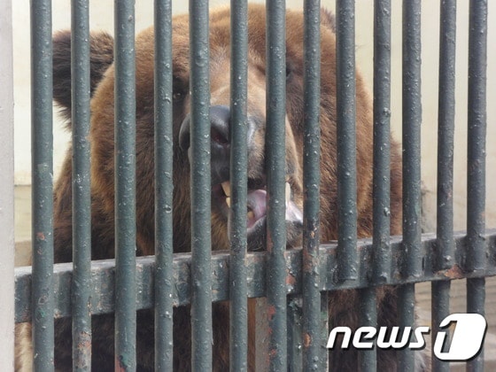 전주동물원의 불곰. (사진 최혁준) © News1