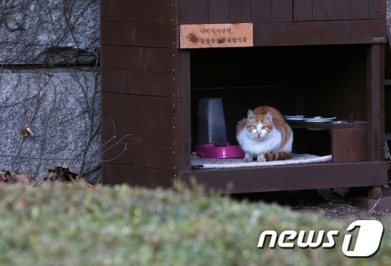 국회에 설치된 길고양이 급식소에서 고양이 한마리가 쉬고 있는 모습.© News1