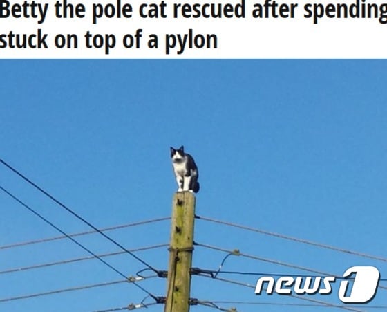 전봇대에 올라간 지 24시간 만에 구조된 고양이 '베티'.(사진 미러 기사 캡처)© News1