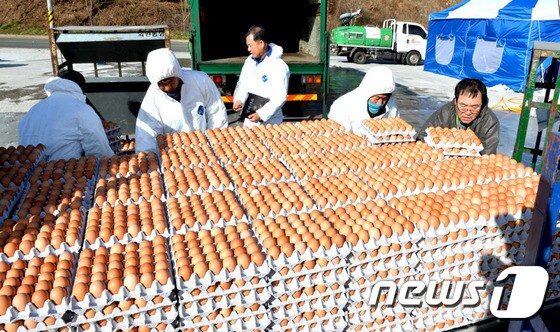 경남도가  15일 0시 기준으로 도내 전 산란계 농장의 달걀 반출을 금지하고 산란계 사육농장에 대한 살충제 성분 검사를 긴급 실시하기로 했다. 사진은 양산지역 산란계 농장에서 달걀이 반출되고 있는 모습(양산시 제공)2017.1.24./뉴스1 © News1 남경문 기자