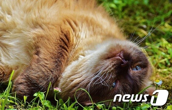 고양이.(자료사진)© News1