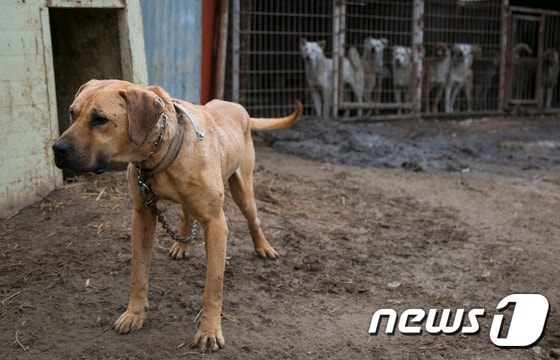  한 도사견이 구조되고 있는 다른 개들의 모습을 바라보고 있다. © News1 