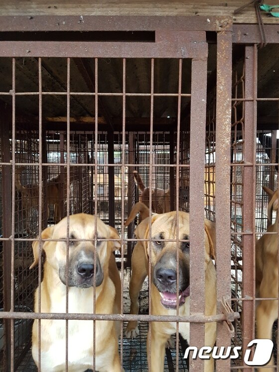 좁은 뜬장에 갇혀 집단으로 사육되는 개농장 개들.(사진 팅커벨프로젝트 제공)© News1