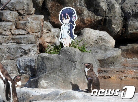 지난 4월 일본 사이타마현 도부동물공원 훔볼트 펭귄 그레이프가 만화 '케모노 프렌즈'의 캐릭터 '후루루'의 입간판을 바라보고 있다. © AFP=뉴스1