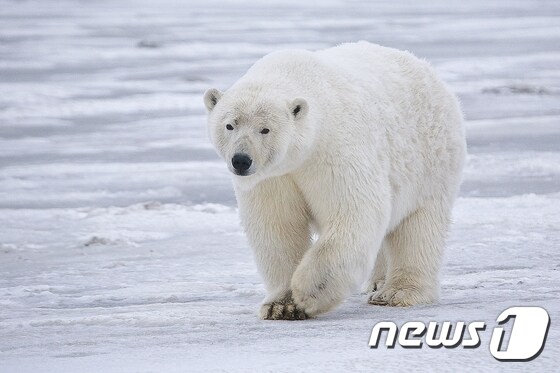 북극곰은 겨울이면 바다얼음 위에서 물범을 사냥하고 얼음이 녹는 여름에는 먹이를 찾아 먼 거리를 헤엄친다. 이처럼 광대한 자연을 누비던 북극곰들이 비좁은 동물원 사육장에 갇혀 정신질환을 얻고, 결국 병들어 죽고 있다.(사진 Alan Wilson 제공)© News1