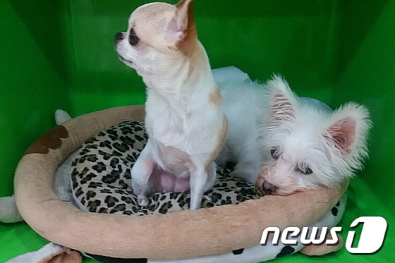우성동물의료센터에 살고 있는 강아지 깨미 © News1