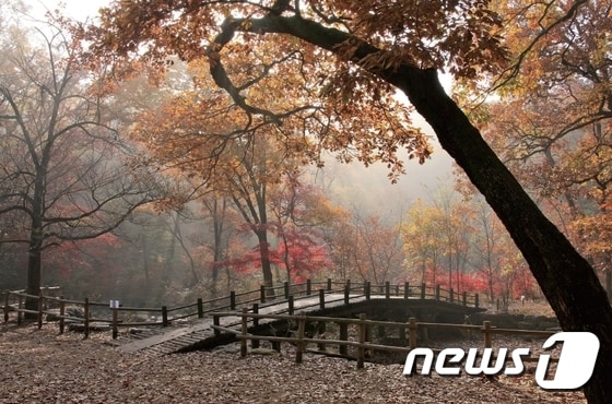광릉 국립수목원(경기도 제공) © News1 진현권 기자