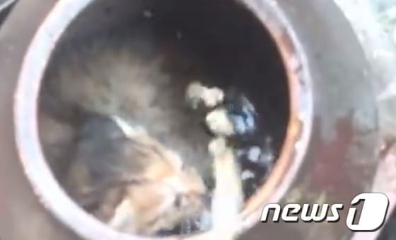 길고양이 학대 장면.(사진 유튜브 영상 캡처)© News1