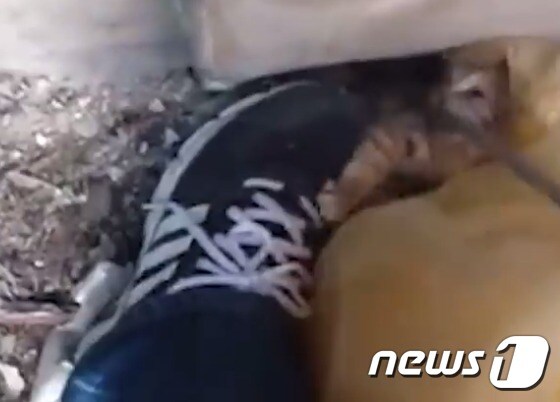 길고양이 학대하는 모습.(사진 유튜브 영상 캡처)© News1