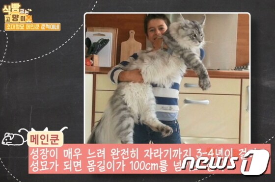 '식빵 굽는 고양이 시즌2' 17회 예고편 © News1