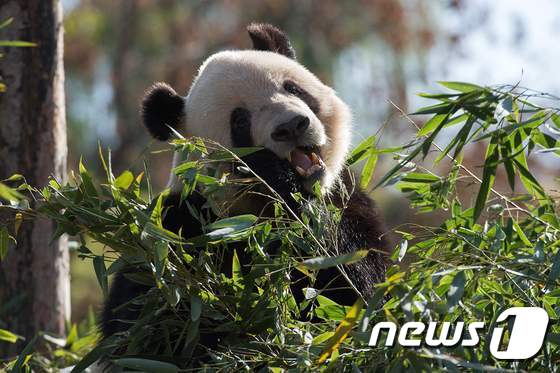 멜라니아 여사가 관람한 베이징 동물원 판다. © AFP=뉴스1