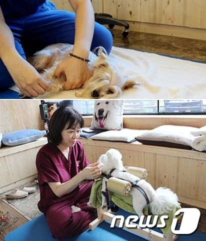 반려동물 한방 마사지(위)와 재활치료 모습.(사진 아이해듀 제공)© News1