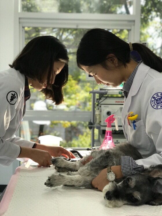 의료진이 반려동물을 치료하고 있다.(사진 서울대동물병원 제공) © News1