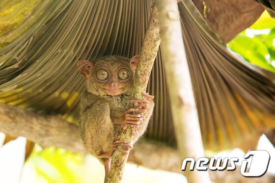 타르시어 원숭이. 참좋은여행 제공.© News1