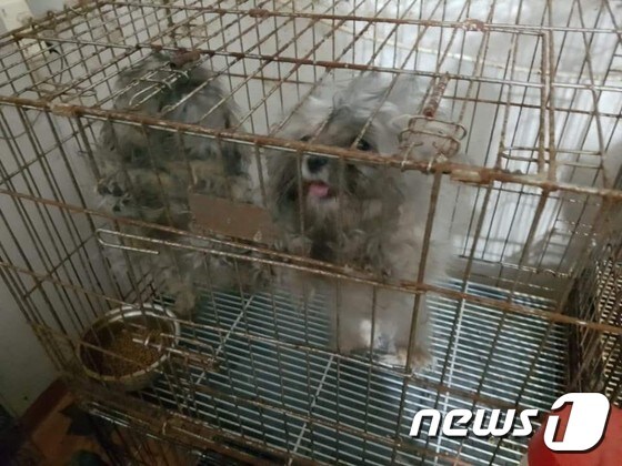 번식장 화재현장에서 구조된 강아지(사진 동물자유연대)© News1