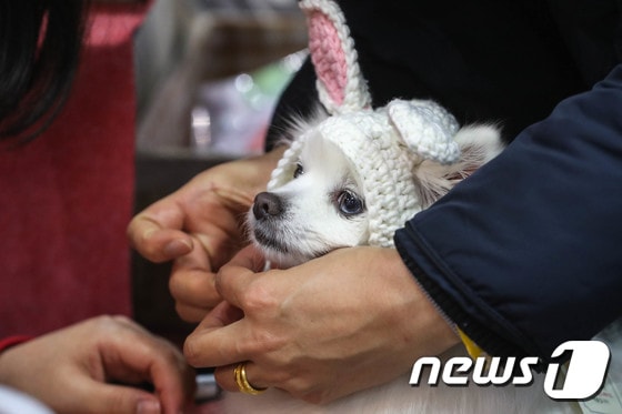 한 반려동물 박람회에서 시민들이 반려동물 용품들을 살펴보고 있는 모습. /뉴스1 © News1 성동훈 기자