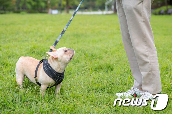 목줄을 착용한 개.(이미지투데이 제공)© News1