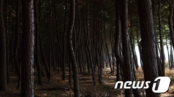 천년의 숲길  © News1