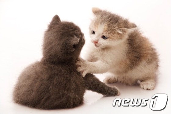고양이들도 오른발잡이·왼발잡이 있다는 연구결과가 나왔다.(사진 이미지투데이)© News1