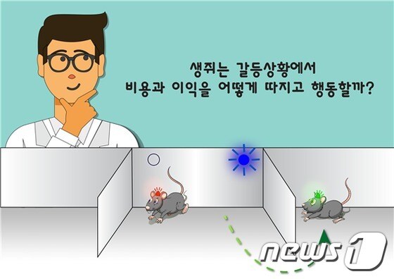 두 생쥐 간 뇌 자극 보상을 향한 경쟁 실험 모식도© News1