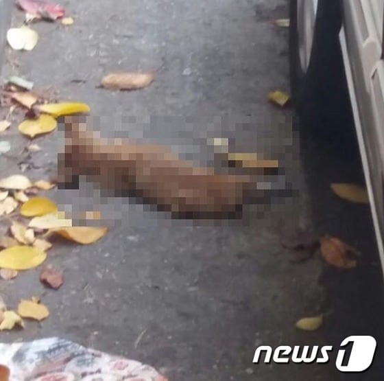 7일 오전 죽은 채 발견된 길고양이.(사진 제보자 제공)© News1