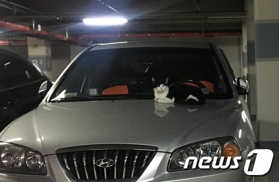 한 길고양이가 시동이 꺼진지 얼마되지 않은 자동차 보닛에 올라가 있다. © News1 이기림 기자