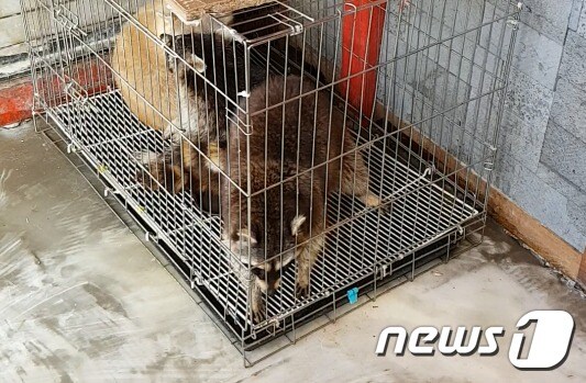 정형행동을 보이는 야생동물카페 '라쿤'.(사진 어웨어 제공)© News1