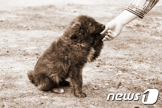 개(사진 이미지투데이)© News1