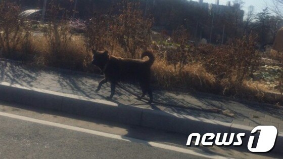 의정부시 곤제역 인근에서 산책하던 60대 여성을 습격한 개 (사진제공=피해자 A씨) © News1