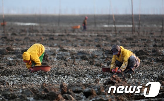 전남 강진군 대구면 남호마을 바닷가에서 어민들이 자연산 굴을 수확하고 있다. (사진은 기사 내용과 관련 없음)/뉴스1 © News1 