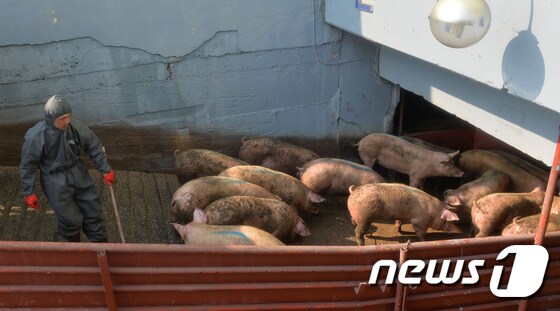 돼지축사(기사 내용과 무관함). 2017.2.13/뉴스1 © News1 주기철 기자