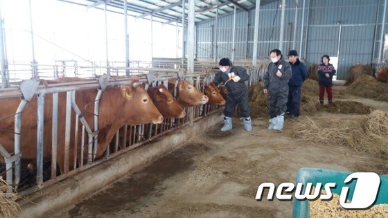 전북 고창군 공수의사와 공무원들이 구제역 예방을 위해 소에 백신을 접종하고 있다. © News1
