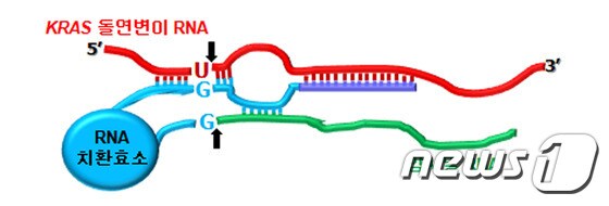 RNA 치환 효소’는 돌연변이된 KRAS RNA 부위 (붉은 색 'U') 를 특이적으로 인지한 후 암사멸 기능을 가진 RNA (초록색)로 변환시킴으로써, KRAS 유전자가 돌연변이된 암세포에서만 항암 유전자를 발현하도록 유도한다.© News1