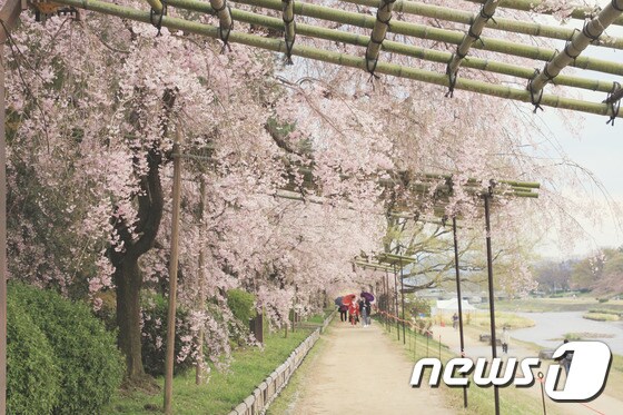 일본 규슈 지역에  흐드러지게 핀 벚꽃.<사진=여행박사>© News1