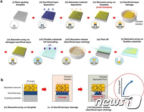 개발된 새로운 나노와이어 전사 공정 과정(a) 과 나노희생층 식각 원리(b)의 모식도 © News1