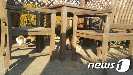 '어울쉼터' 한 편에 마련된 테이블과 의자 아래에서 햇볕을 쬐고 있는 고양이들. © News1