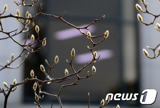 탄핵심판 최종변론이 다가오는 24일 오후 서울 종로구 헌법재판소 앞에 목련의 꽃봉오리가 움트고 있다. 2017.2.24/뉴스1 © News1 최현규 기자