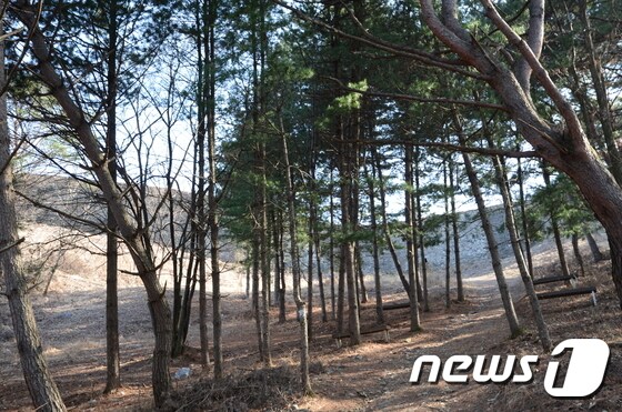 소백산자락길(한국관광공사 제공) © News1