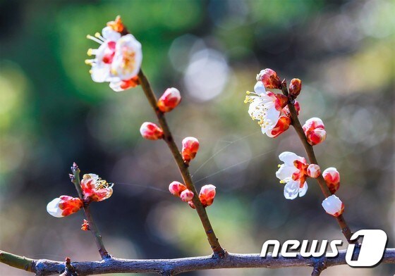 25일 봄 기운을 이기지 못해 꽃망울을 터트린 광양매화.(광양시 제공)2017.2.25/뉴스1 © News1 서순규 기자