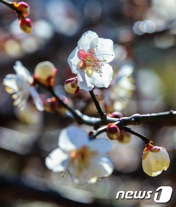 25일 따뜻한 봄기운에 이끌려 꽃망울을 터트린 광양 매화..(광양시 제공)2017.2.25/뉴스1 © News1 서순규 기자