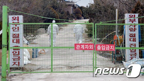 고병원성 조류인플루엔자(AI)가 발생한 오리농장으로 방역 관계자가 들어가는 모습. /뉴스1 © News1