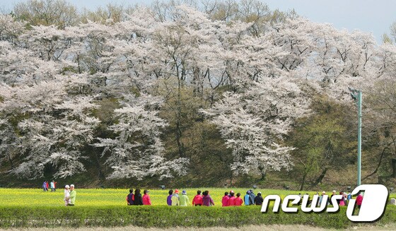 지난해 4월 벚꽃잔치가 열린 경주 월성벚나무 숲./사진제공=경주시© News12017.3.27/뉴스1