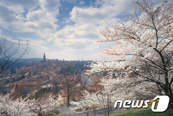 베른의 벚꽃 풍경. 스위스관광청 제공.© News1