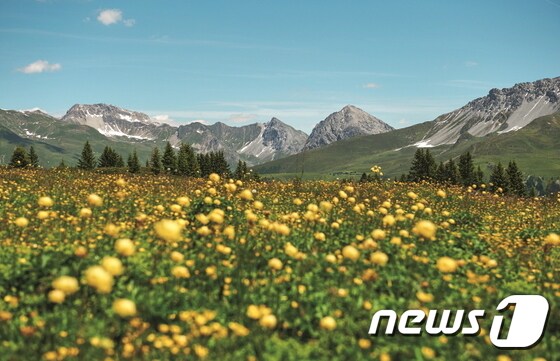 아로자의 민들레 꽃밭 풍경. 스위스관광청 제공.© News1