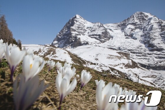 클라이네 샤이덱에 피어난 봄 크로커스. 스위스관광청 제공.© News1